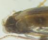 Tachys sp.